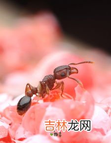 小红蚂蚁用什么可以彻底消灭,有没有彻底清除家里小红蚂蚁的方法?