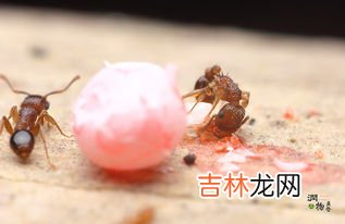 小红蚂蚁用什么可以彻底消灭,有没有彻底清除家里小红蚂蚁的方法?