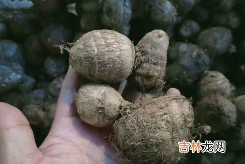 芋头怎么保存不会烂,芋头怎样保存长期不烂