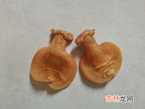 龟板的功效与作用吃法大全,乌龟的功效和作用