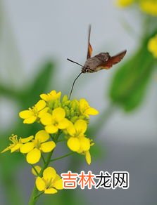 蜂鸟鹰蛾怎么养才长得好,蜂鸟头上有两个触角
