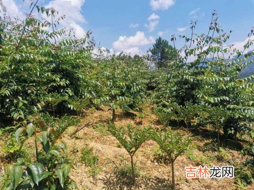 钩藤的功效与作用,勾藤的功效与作用简介