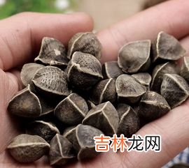 辣木精片功效与作用,辣木片的作用