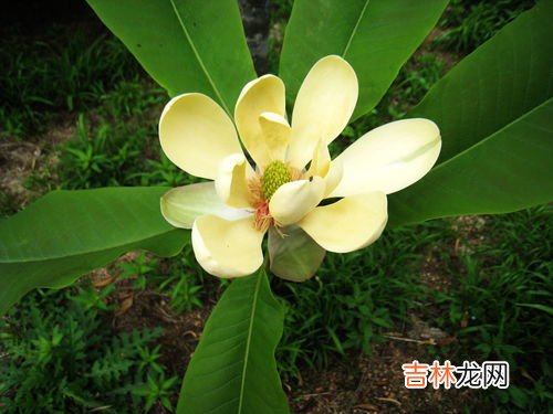 苏花的功效与作用,苏花的功效与作用 苏花有什么禁忌