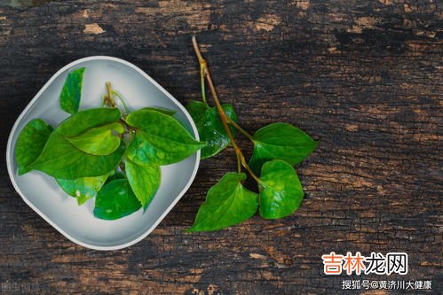 板蓝根的功效与作用,板蓝根的功效与作用
