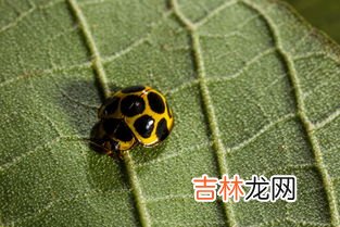 如何理解昆虫多样性,昆虫物种多样性和生物进化的关系