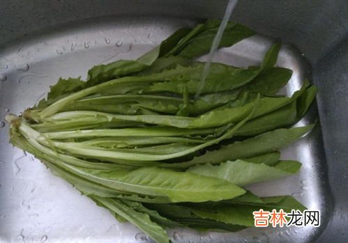 菠菜和白菜能一起吃吗,菠菜能和大白菜一起吃吗
