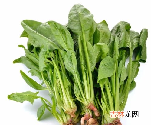 菠菜和白菜能一起吃吗,菠菜能和大白菜一起吃吗