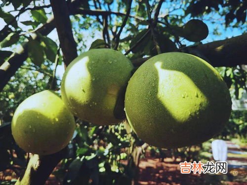 柚子常温下能放多长时间,柚子可以放多久？柚子放久了还能吃吗？