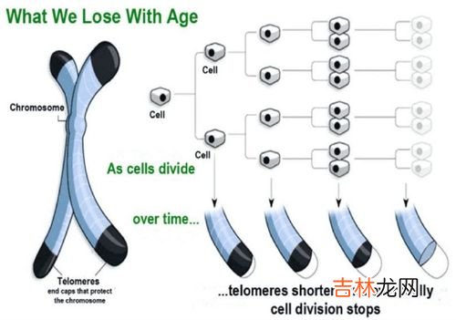 端粒多肽的价格,端粒酶多肽因子是什么