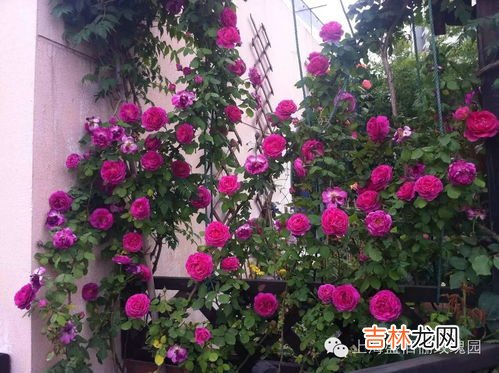 芙蓉花养殖方法和注意事项,芙蓉花的养殖方法和注意事项