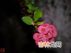 芙蓉花养殖方法和注意事项,芙蓉花的养殖方法和注意事项