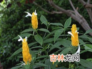 芙蓉花养殖方法和注意事项,芙蓉花的养殖方法和注意事项