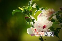 芙蓉花养殖方法和注意事项,芙蓉花的养殖方法和注意事项