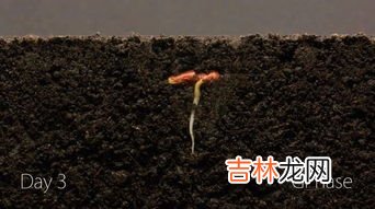 草籽怎么种植 草籽不盖土能发芽吗,草籽怎么种植方法