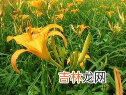 干黄花菜泡了第二天能吃吗,黄花菜泡了一夜能吃吗？