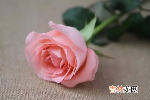 粉玫瑰的花语是什么意思,粉玫瑰花语是什么意思