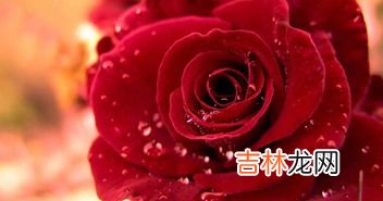粉佳人玫瑰花语,买什么花送给女孩好呢?