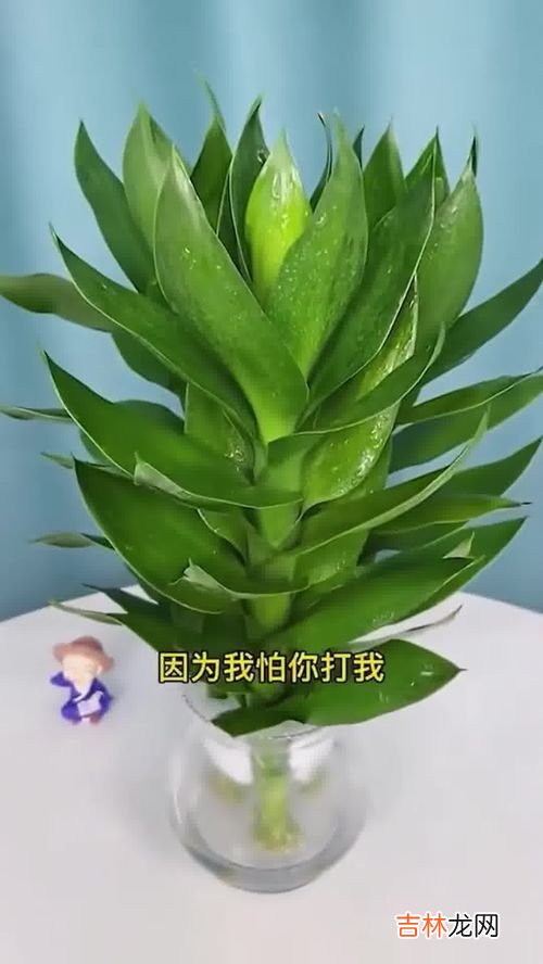 观音竹寓意是什么意思,观音竹三支的寓意