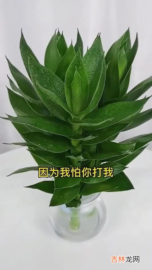 观音竹寓意是什么意思,观音竹三支的寓意