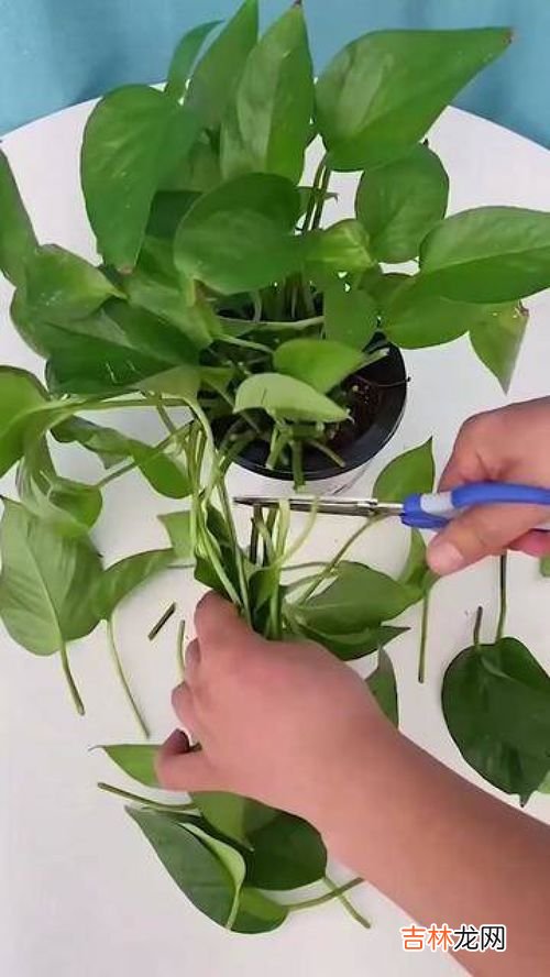 观音竹寓意是什么意思,观音竹三支的寓意