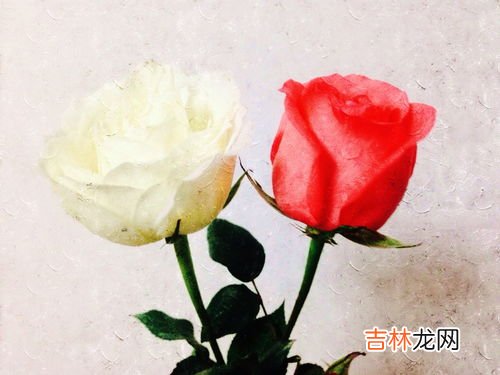 粉玫瑰混搭白玫瑰寓意,11朵粉色玫瑰花+3朵白玫瑰代表什么意思