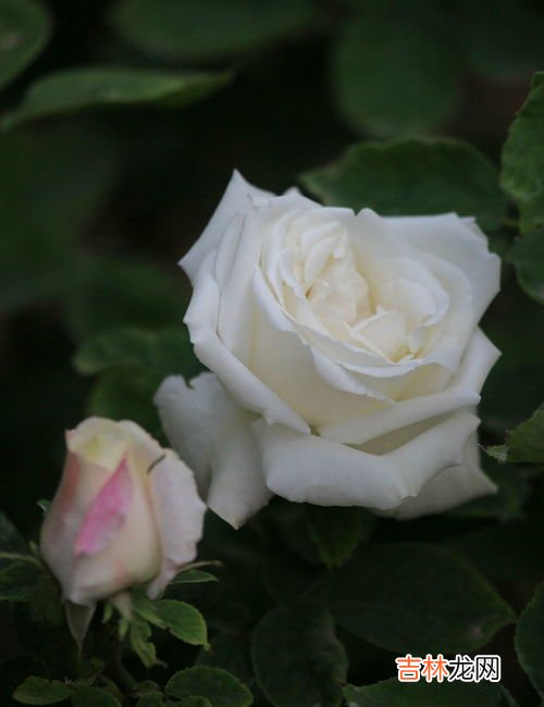 粉玫瑰混搭白玫瑰寓意,11朵粉色玫瑰花+3朵白玫瑰代表什么意思