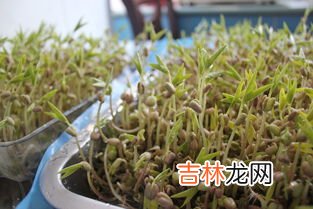芋头发绿色能吃吗,芋头绿了有毒吗