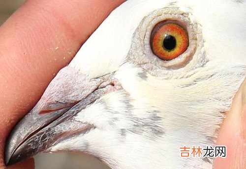 鸽子女是什么意思,女人鸽子病是什么意思