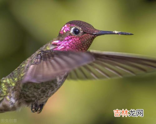 蜂鸟有多大,想知道蜂鸟有多大呀？