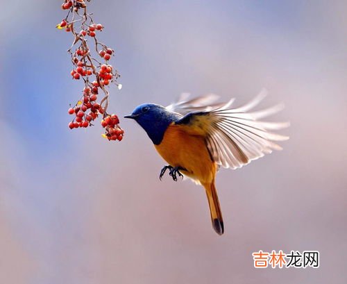 蜂鸟有多大,想知道蜂鸟有多大呀?