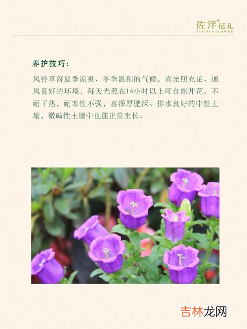 风铃草花语是什么,风铃草的花语