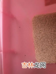 大米出了小黑虫还能吃吗,米里面有黑虫还能吃吗