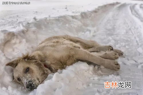 鳄鱼多少温度会冻死,鳄鱼怕冷吗