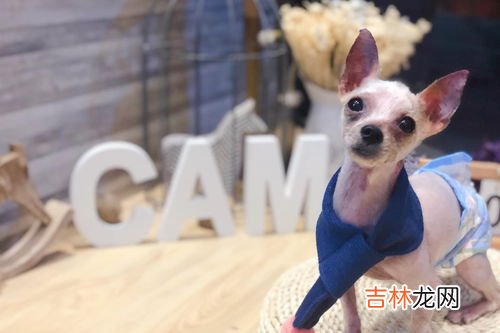 约克夏幼犬突然拉肚子怎么回事,四岁的约克夏最近总拉肚子怎么办