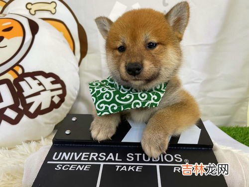 约克夏幼犬突然拉肚子怎么回事,四岁的约克夏最近总拉肚子怎么办