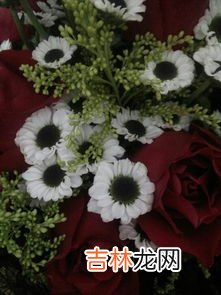 白莲花是什么意思,白莲花是什么意思 白莲花的意思