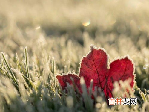 霜降花卉都要搬进屋里吗,霜降前家养花卉必须搬到室内吗?