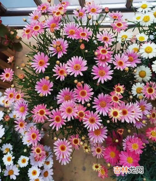 霜降花卉都要搬进屋里吗,霜降前家养花卉必须搬到室内吗?
