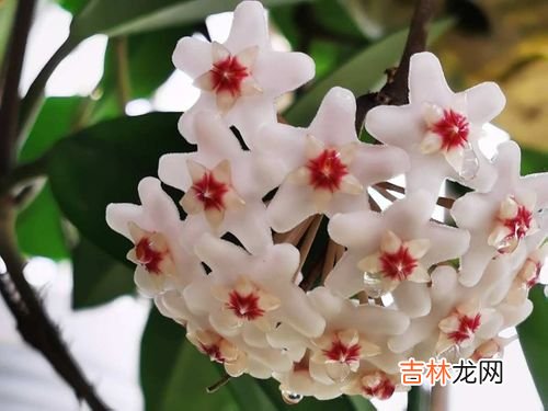 霜降花卉都要搬进屋里吗,霜降前家养花卉必须搬到室内吗?