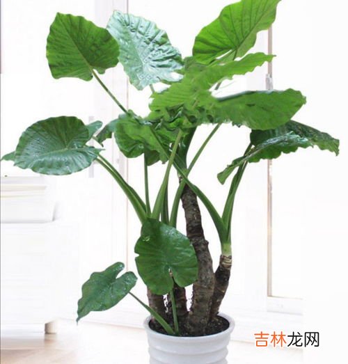 霜降花卉都要搬进屋里吗,霜降前家养花卉必须搬到室内吗?