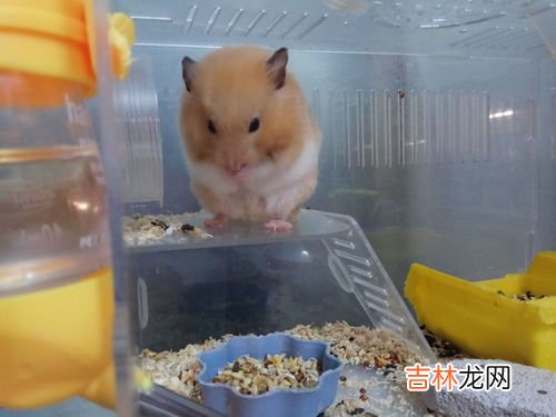 金丝熊怎么洗澡,金丝熊洗澡怎么洗