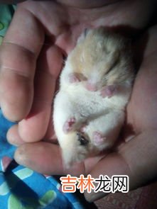 金丝熊怎么洗澡,金丝熊洗澡怎么洗