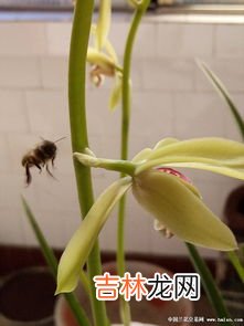 兰宁高素的功效与作用是什么,酵素的功效有哪些？