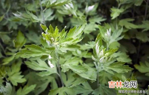 兰宁高素的功效与作用是什么,酵素的功效有哪些？