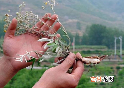 等齿委陵菜介绍,我要翻白草与委陵菜的区别和二种图片。