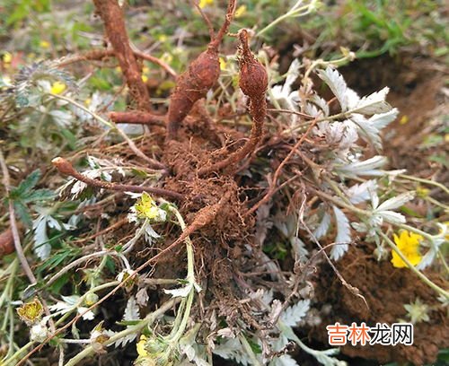 等齿委陵菜介绍,我要翻白草与委陵菜的区别和二种图片。