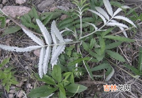 等齿委陵菜介绍,我要翻白草与委陵菜的区别和二种图片。
