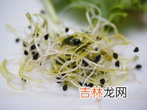 豆芽的营养价值与功效,豆芽的营养价值及功效