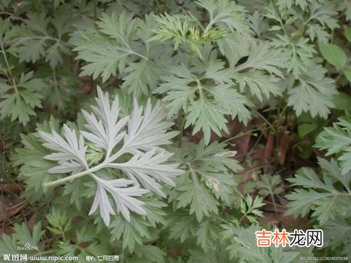 野艾蒿的功效与作用,野艾蒿是什么